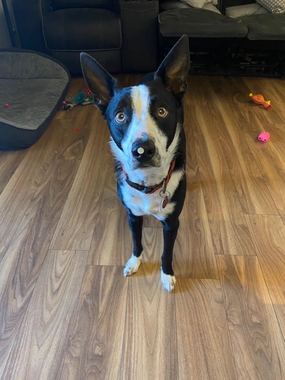 Max the border collie cross after his groom - clean, shiny and very pleased with himself